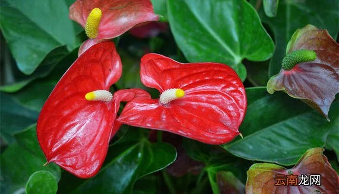 火鹤花花语,火鹤花的花语及寓意?