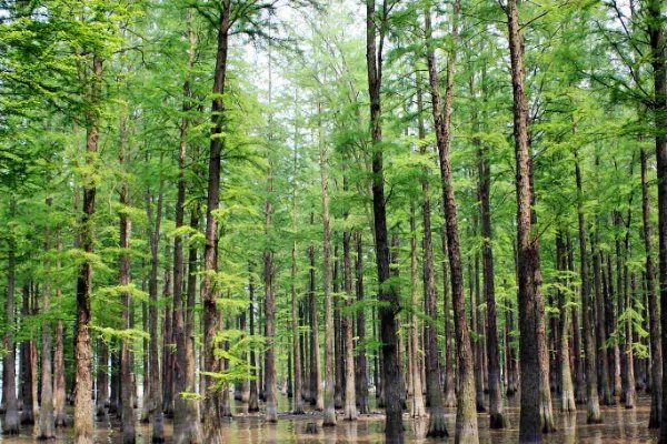 植物活化石有哪些