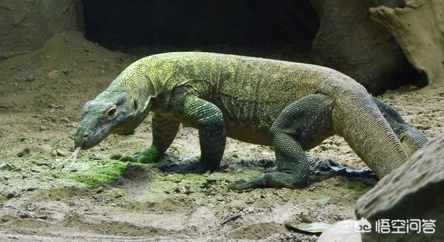 科莫多巨蜥与非洲鳄哪个更厉害？