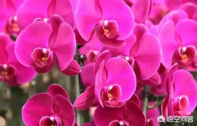 为什么有心栽花花就不活？