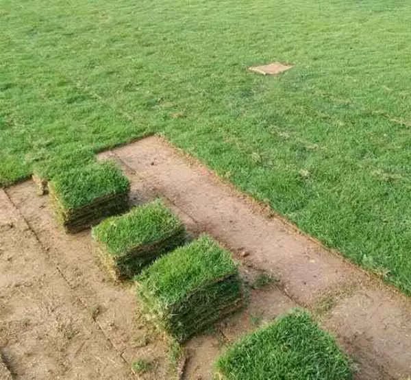 草坪多少钱一平方米,河北草坪价格