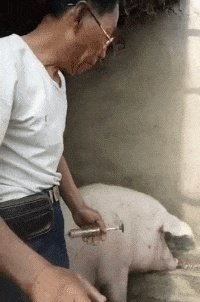 有哪些搞笑gif动画呢?