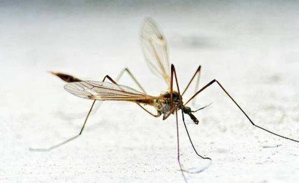 蚊子更喜欢叮咬哪类人?