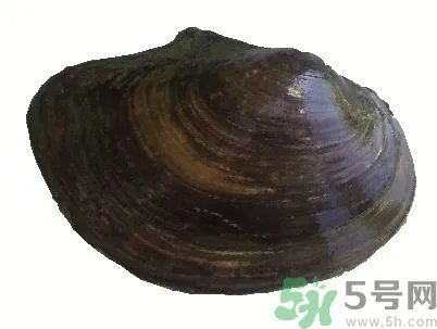 河蚌怎么杀？怎么杀河蚌才可以？