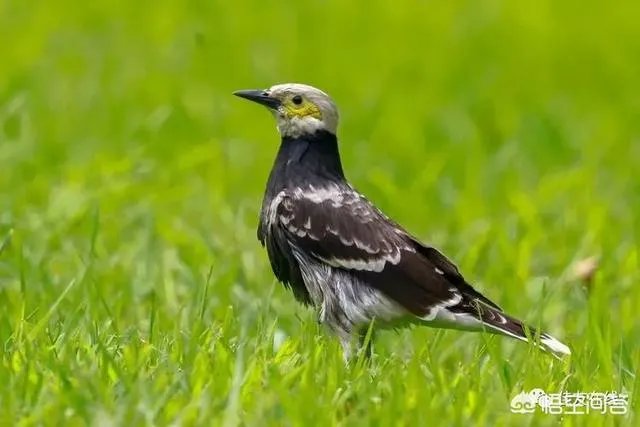 折耳鱼不呼吸在线观看免费