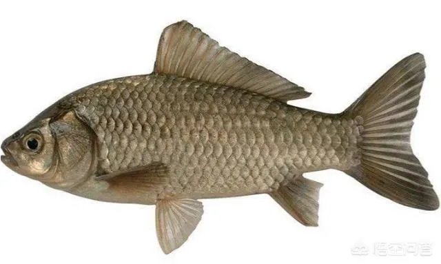 怎样熬鲫鱼汤？