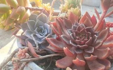 清明节回娘家做客好吗 清明节回娘家对谁不好