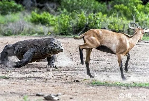 科莫多巨蜥与非洲鳄哪个更厉害？