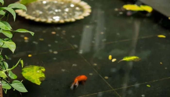 外来入侵物种是指 外来入侵物种什么意思