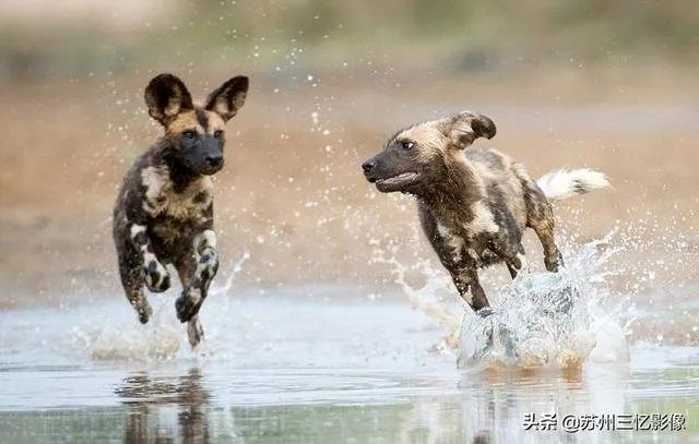 买了70-200f2.8，有必要换成70-200f2.8IS吗？为什么？