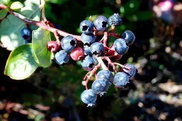 黑珍珠蓝莓好吃吗？