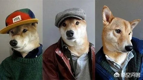 老人给鸡织毛衣保暖，有哪些适合宠物的搭配？