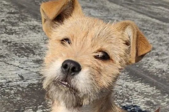 狗狗割声带好还是不割好，声带切除后有后遗症吗