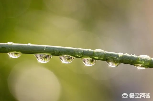 折耳鱼不呼吸在线观看免费
