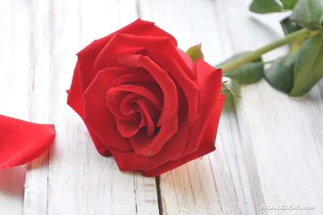 【节日鲜花】什么节日送什么花 各种节日送花礼仪