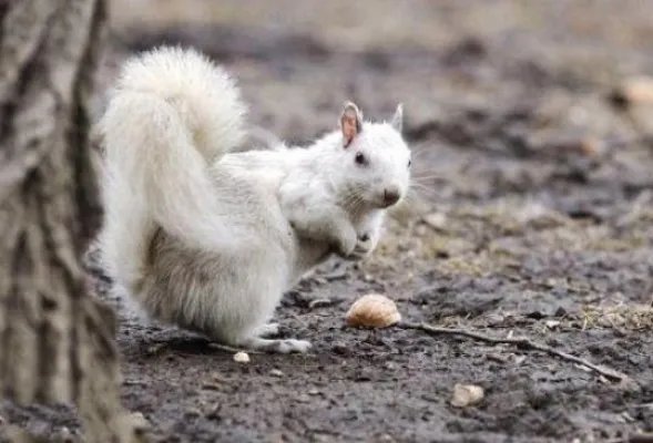 神农架现罕见动物：镜头下的罕见动物竟是这样子