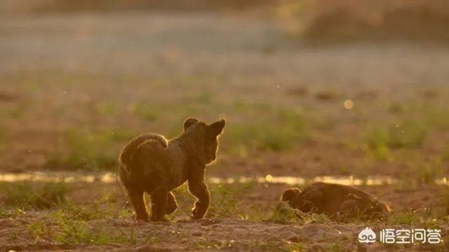BBC大猫哪里可以看？