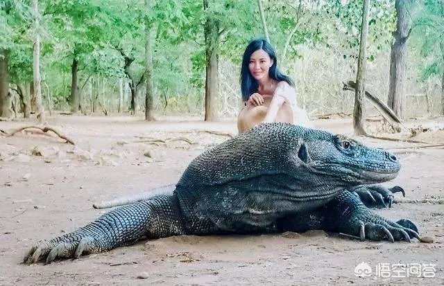 科莫多巨蜥与非洲鳄哪个更厉害？