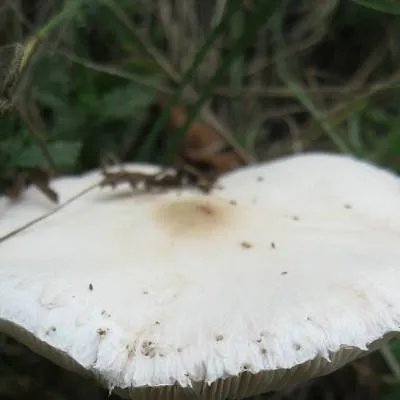 瓷肌效果怎么样