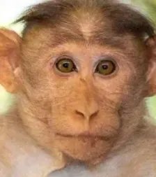 猴痘病毒疫情目前在其他国家的传播形式如何?