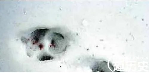 世界十大灵异事件