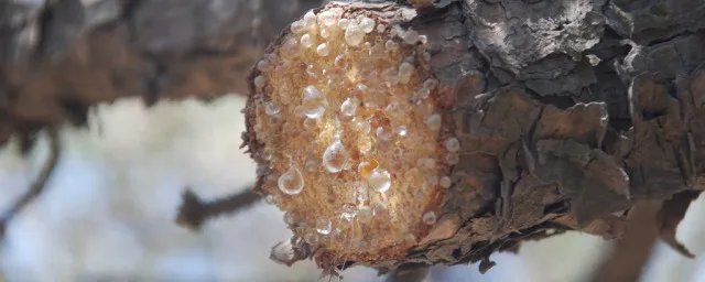 松脂的意思是什么