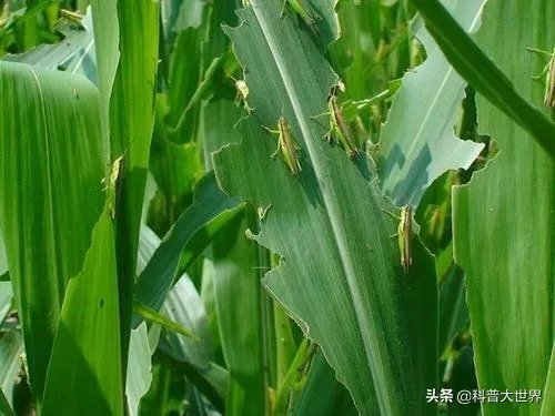 非洲蝗虫成灾，已影响印度和巴基斯坦，会传入中国吗？