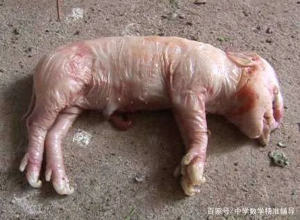 农村经常说“牛生麒麟猪生象”，到底是怎么回事？