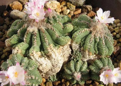 十大最贵的多肉有哪些？