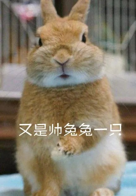 大家有没有特别搞笑的猫咪图片？