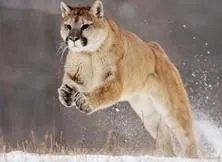 矫捷的近义词是什么词