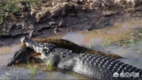 科莫多巨蜥与非洲鳄哪个更厉害？
