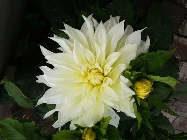 可以用尿浇花吗