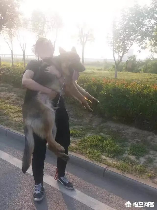 杭州试点“公共遛犬区”，市民终于能带爱犬晒太阳了，你怎么看？