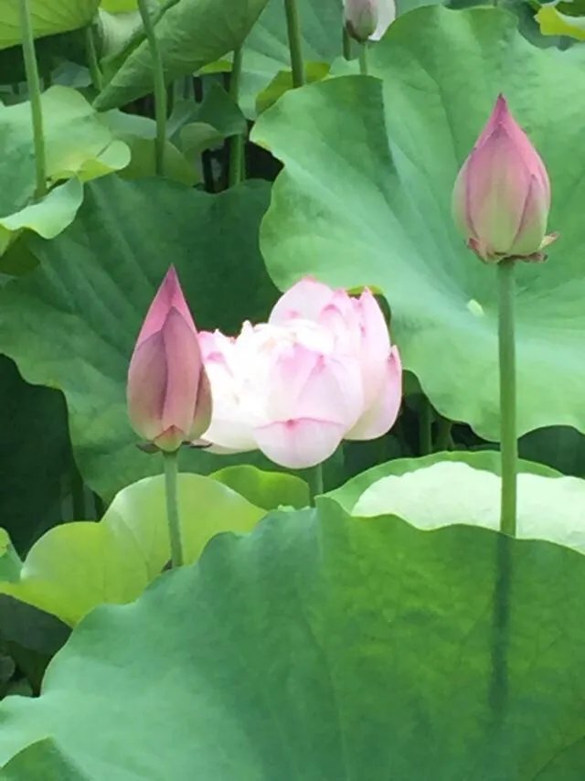 找女朋友，脸蛋和身材你更看中哪个？