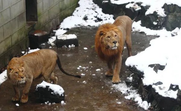 动物园狮子与游客对吼，现场到底发生了什么？