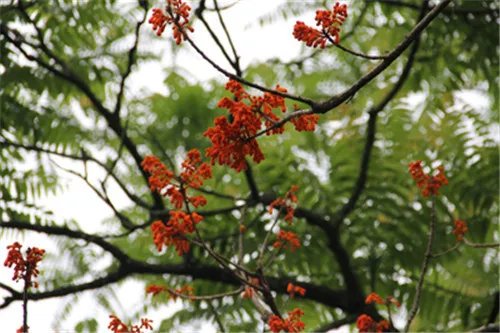 珍稀树种有哪些 国内珍贵树种排名