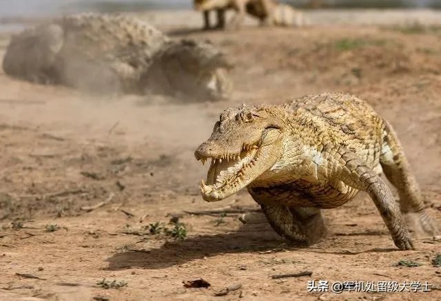 科莫多巨蜥与非洲鳄哪个更厉害？
