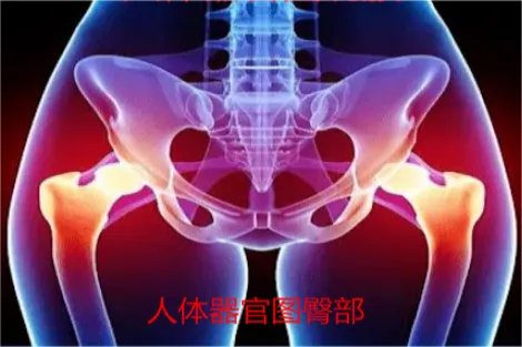 人体器官图屁股