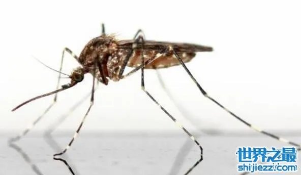 世界十大吸血鬼生物，北极七鳃鳗是最古老的吸血鬼 