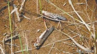 巴基斯坦蝗灾怎么样了？最近怎么感觉没人提及？