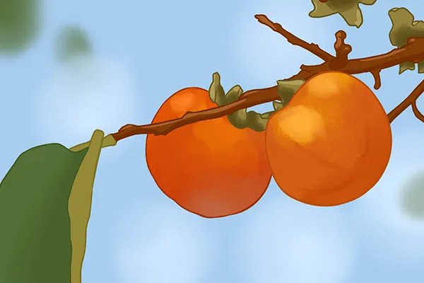 孕妇可不可以吃柿子