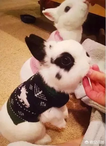 老人给鸡织毛衣保暖，有哪些适合宠物的搭配？