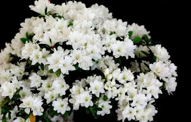 杜鹃是大叶还是小叶