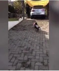 巴西天才狗狗是怎么回事？