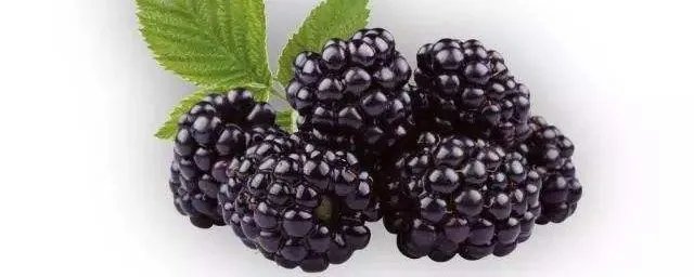 马桑和桑葚的区别 马桑和桑葚的区别介绍