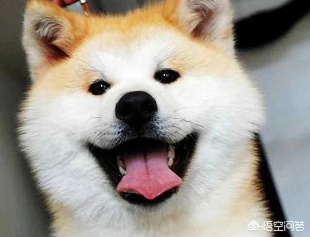 秋田犬价格为什么那么昂贵？