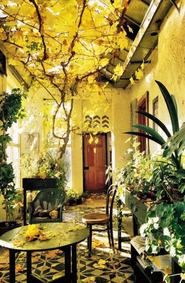 老来有个小院，不胜欢欣！