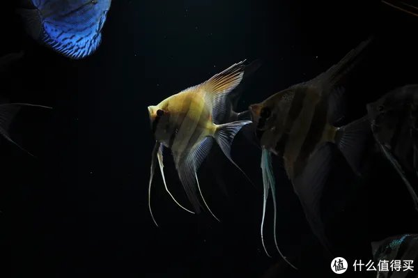 摄影新人经验分享---如何拍摄好那些漂亮的观赏鱼