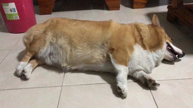 把宠物狗当作土狗养会怎么样?